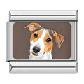 Charm Jack Russell Terrier