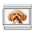 Charm Poodle (Plateado)