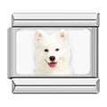 Charm Samoyedo