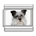 Charm Schnauzer
