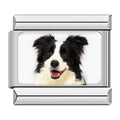Charm Collie (Blanco y Negro)