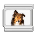 Charm Collie (Café)
