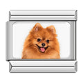 Charm Pomerania (de Frente)