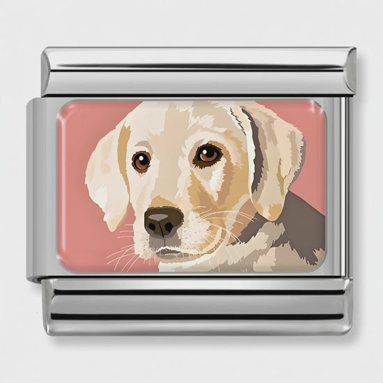 Video del Charm Perro Labrador