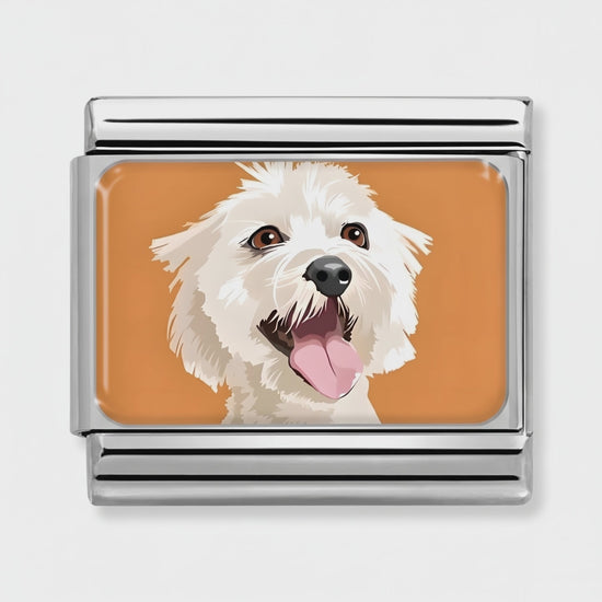 Video del Charm Bichón Maltés