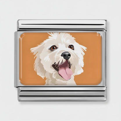 Video del Charm Bichón Maltés