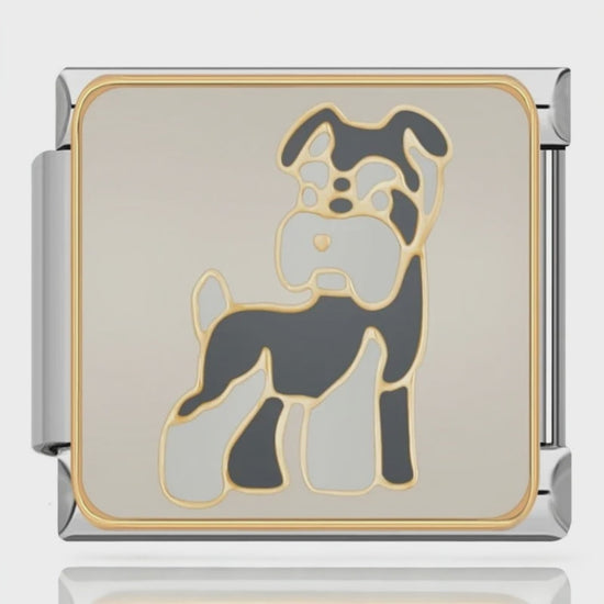 Charm Schnauzer – video