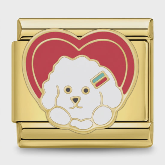 Video del Charm poodle (Dorado)