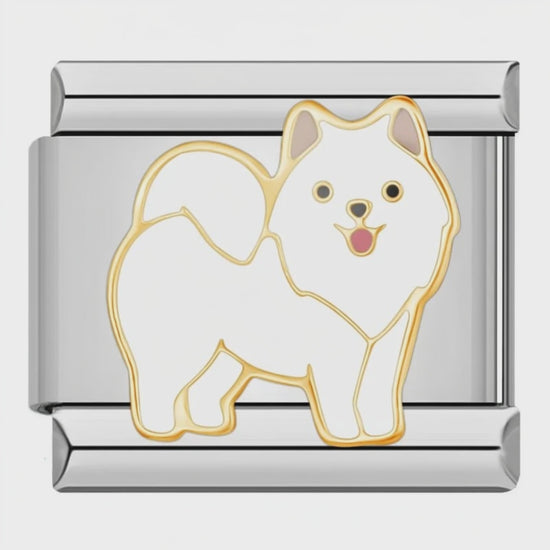 Video del Charm Perro Pomerania